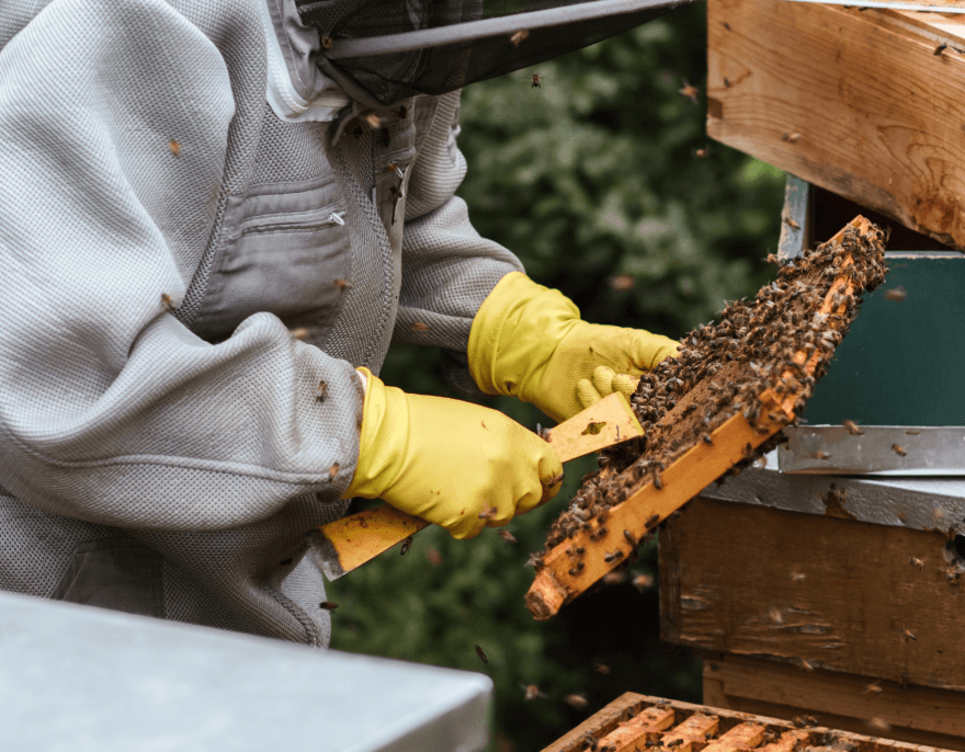 Beekeeper in protective suit and yellow gloves inspecting a honeycomb frame from a wooden beehive